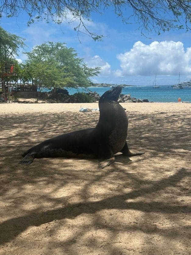 San Cristobal Island: Sea Lions and Stunning Beaches San Cristobal Island: Sea Lions and Stunning Beaches