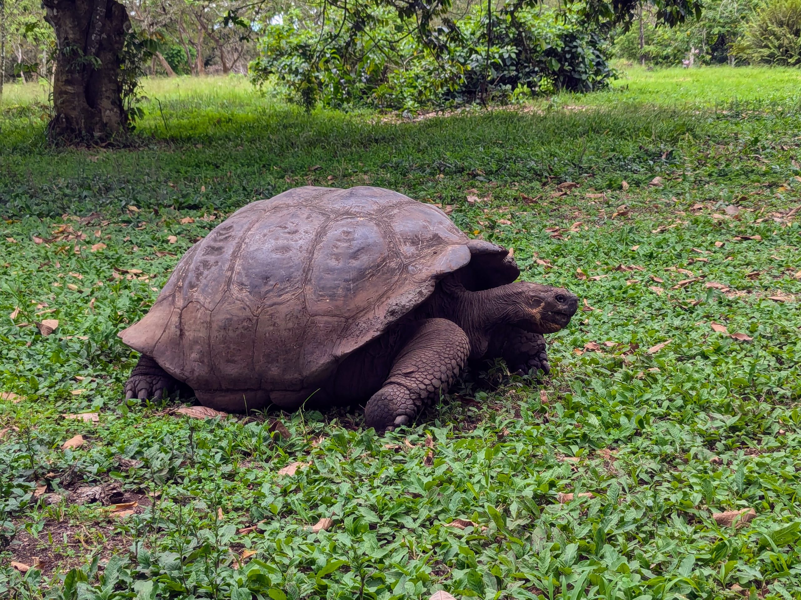 Giant Tortoise on Santa Cruz Island Giant Tortoise on Santa Cruz Island