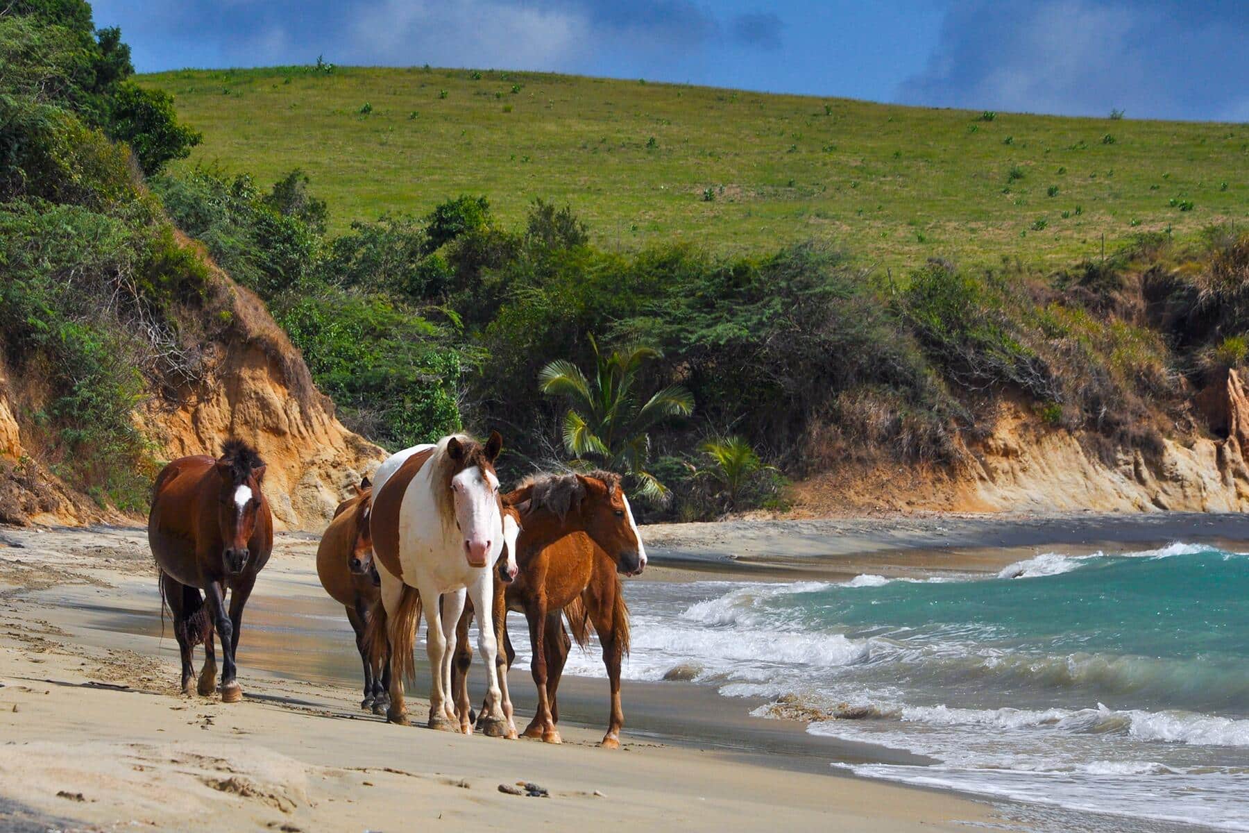 Vieques Horses Puerto Rico Vieques Horses Puerto Rico
