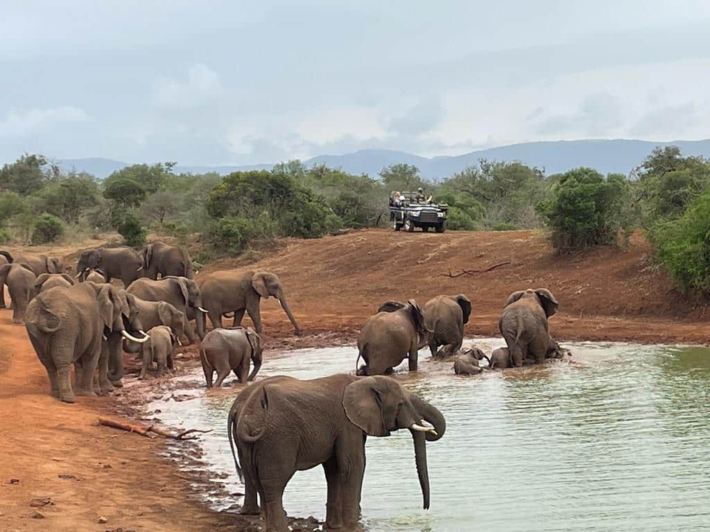 WTA travelers on safari watching elephants in the Maasai Mara WTA travelers on safari watching elephants in the Maasai Mara