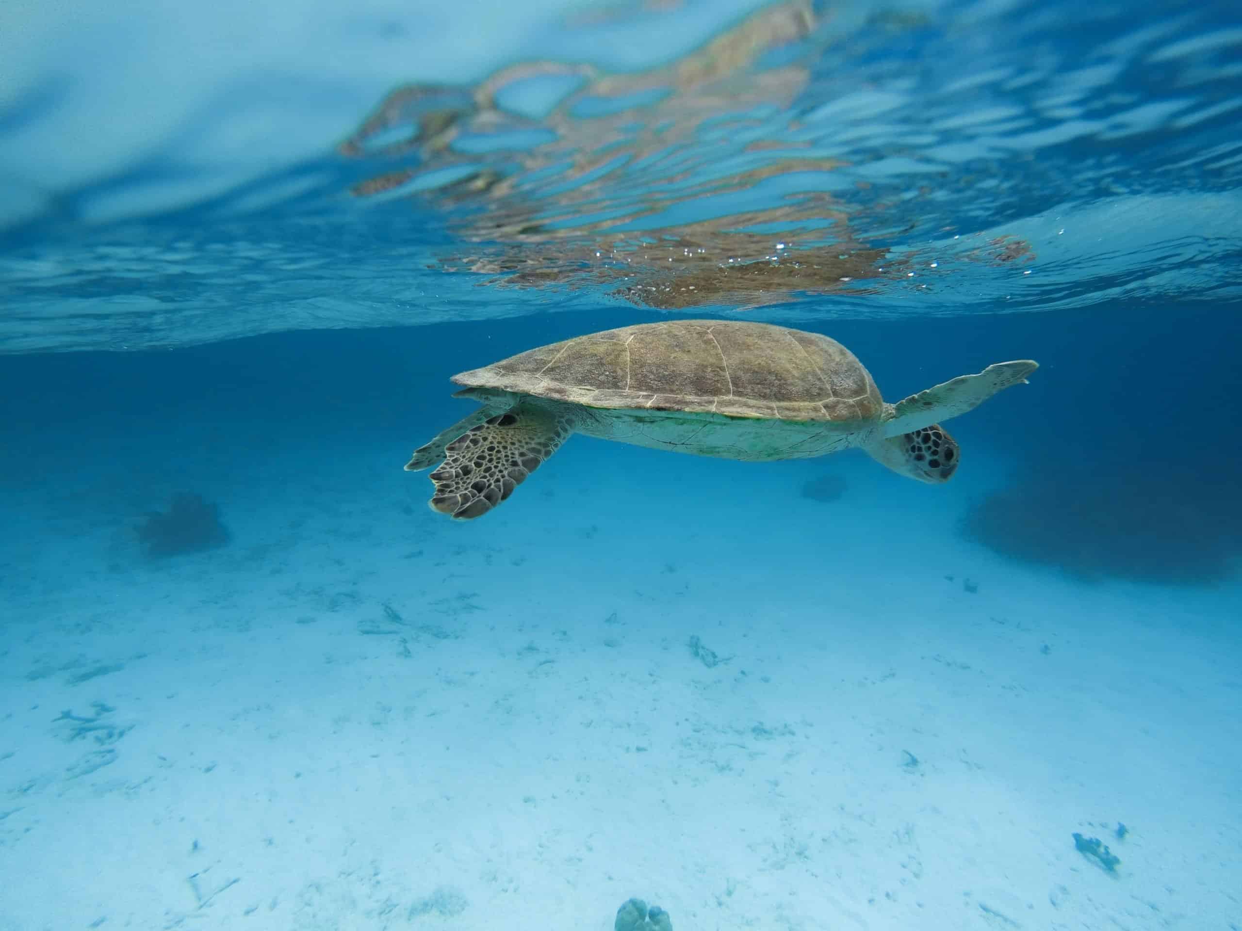 A friendly encounter with the turtle under the Bonaire sun A friendly encounter with the turtle under the Bonaire sun