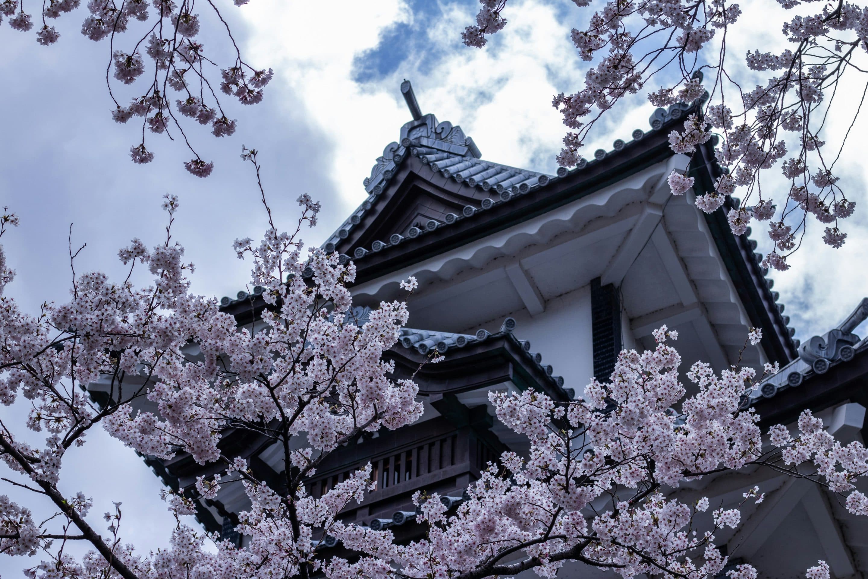 Cherry blossoms at temple in Kanazawa, Japan.